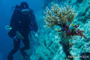 Scuba Diver in Mabul Island of Sabah