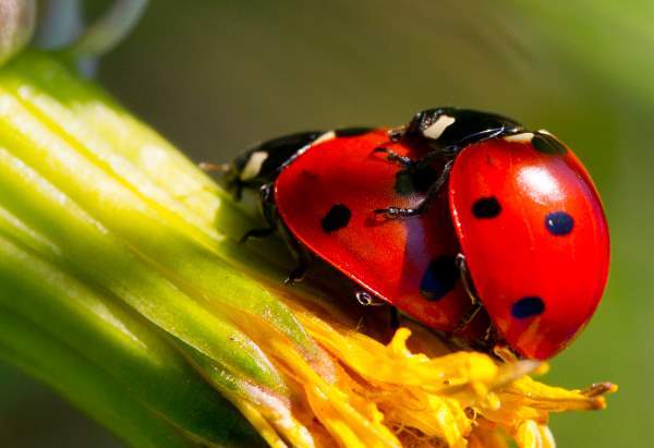 Lady Bird