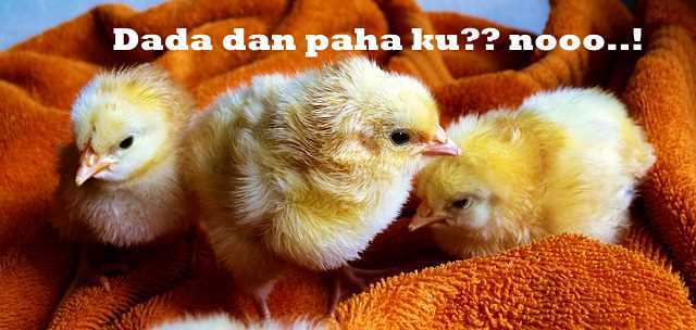 Ayam Bakal Makanan