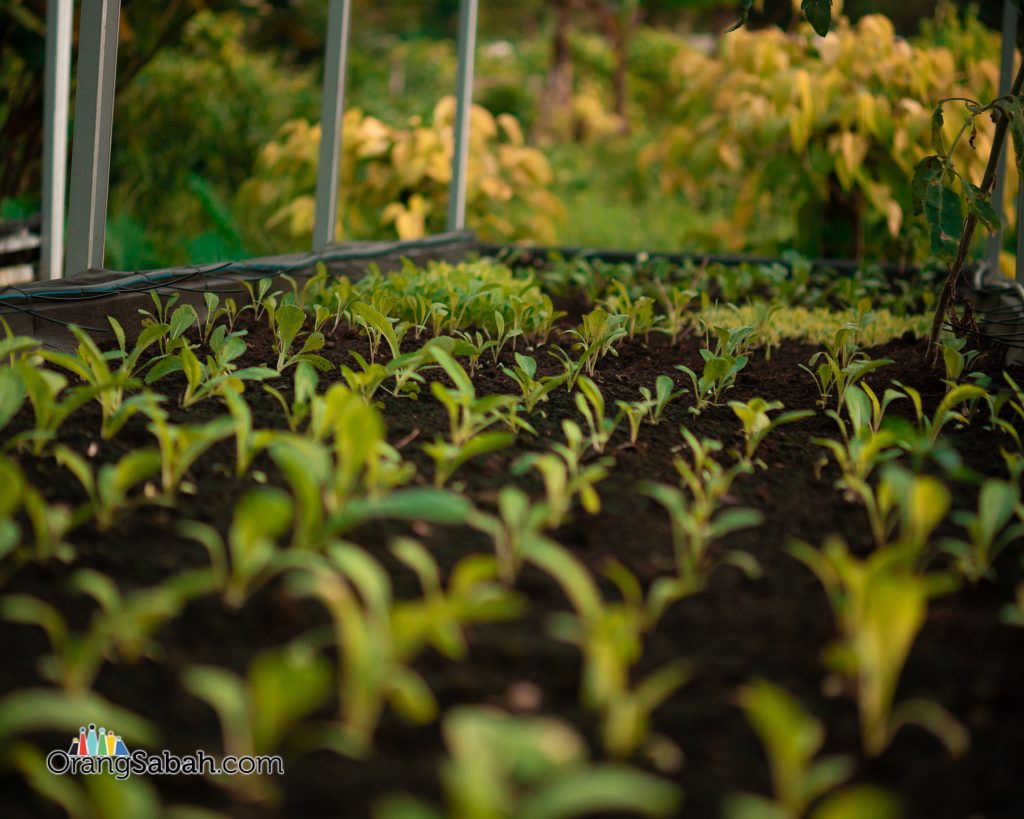 Rasa Happy Garden